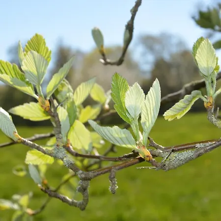 Couette-café Gunneruphus