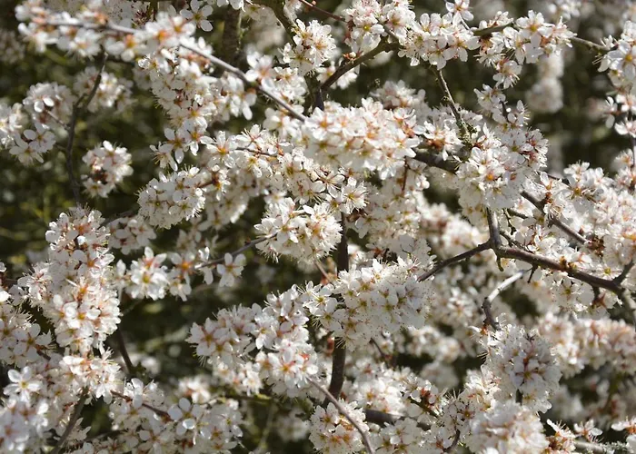 Gunneruphus Bed and Breakfast *